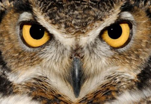 owl eyes.jpg